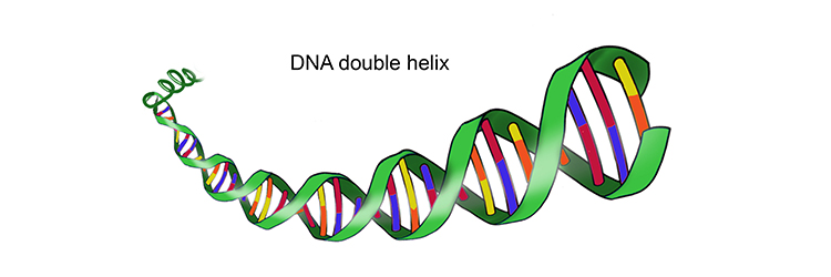 Image of the DNA double helix 